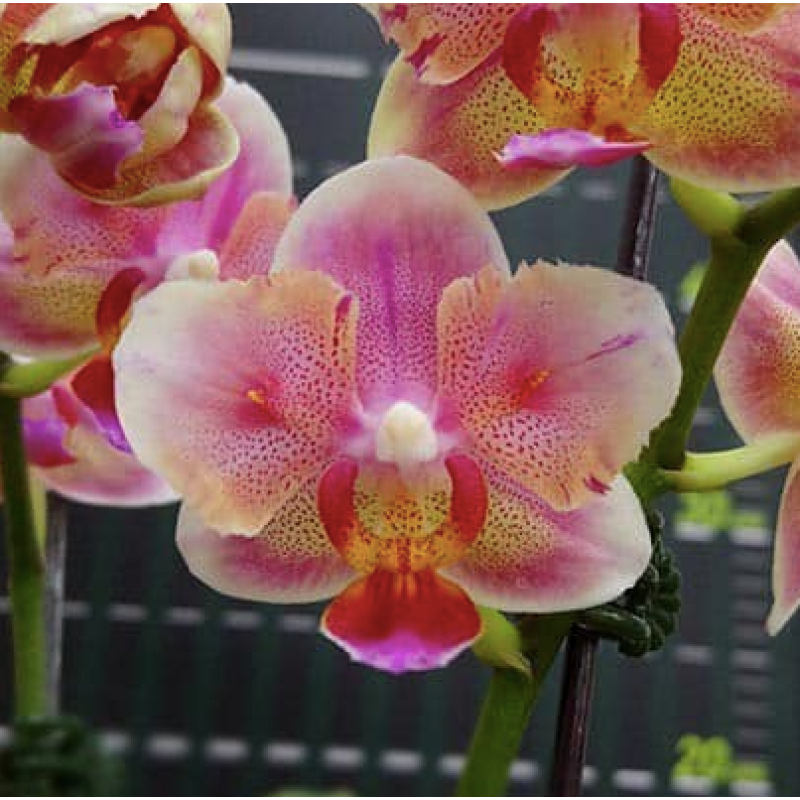 Орхiдея Phal. Jc Red Peacock 1,7 метелик - купити, доставка Україна